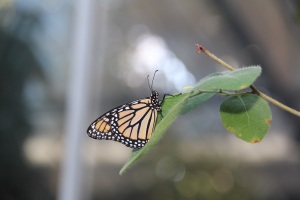 IMG_3067