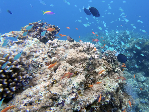 dhigurah_00023