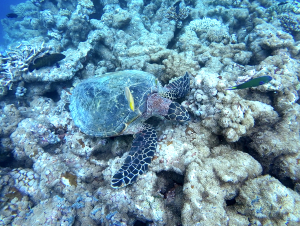 dhigurah_00024