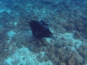 dhigurah_00043