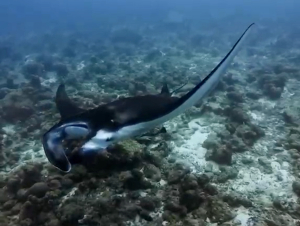 dhigurah_00044
