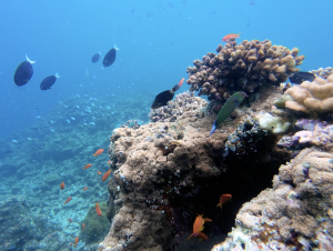 dhigurah_00046