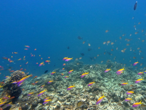 dhigurah_00047
