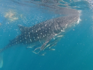 bohol_0041