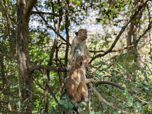 sigiriya_00010