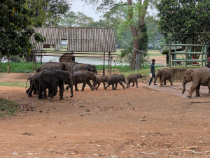 udawalawe_00012