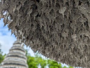 chiangrai_00008